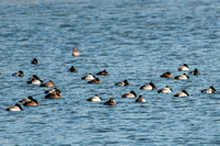 Greater & Lesser Scaup