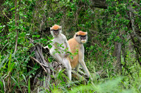 Patas Monkeys