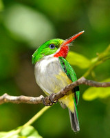 Puerto Rico's Endemic Birds - Sample