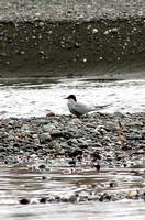 Artic Terns