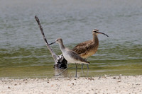 Godwits, Curlews, Dowitchers, Willets & Whimbrels