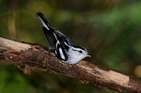Black & White Warbler