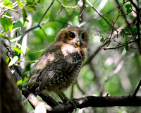 Puerto Rican Screech Owl Sample (See PR Endemic Gallery)