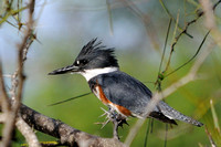 Woodpeckers, Kingfishers & Flickers
