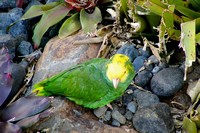 Yellow-headed Parrot