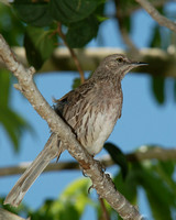 Bahamas Mockingbird