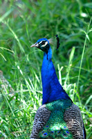 Common Peafowl (Peacock)
