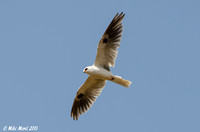 White-tailed Kite