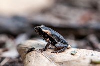 PR Crested Toad