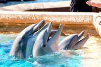 Dolphins of Sea World Florida