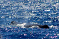 Sperm Whales