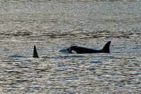 Orcas