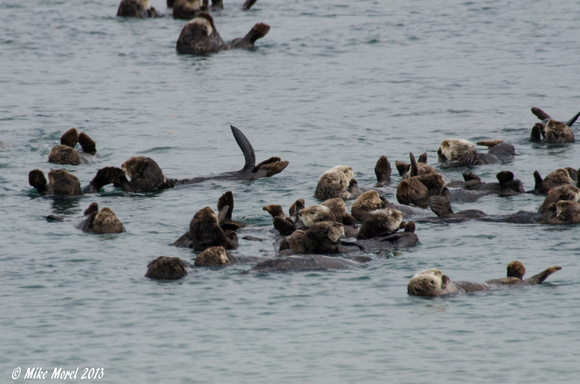 Sea Otters