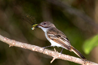 Puerto Rican Flycatcher Sample (See PR Endemic Gallery)