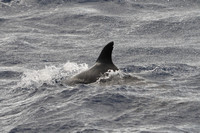 Pilot Whales