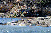 Elephant Seals