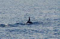 Pygmy Whales