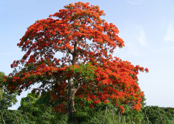 Flamboyan Tree
