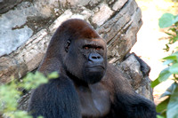 Gorillas