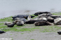 Harbor Seals