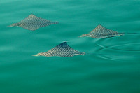 Spotted Eagle Rays