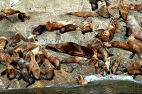 Alaska Seals & Sea Lions