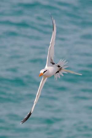 White-tailed Tropicbird at Cabo Rojo Lighthouse