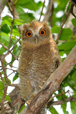 Juvenile Puerto Rican Screech Owl