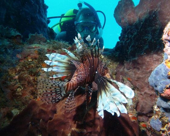 Lionfish with Diver