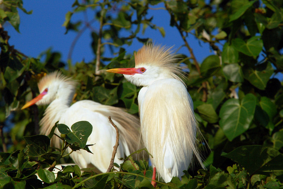 Cattle Egrets Nesting