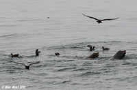 California Sea Lions